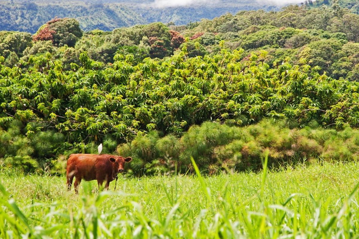 A brown cow with a white cattle egret sitting on its back set against Hawaiian rain forest vegetation. Photo credit: psmphotography, Shutterstock.
