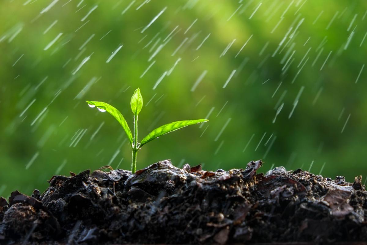 Rain falls from a seedling growing out of the soil. Photo credit: Shutterstock.