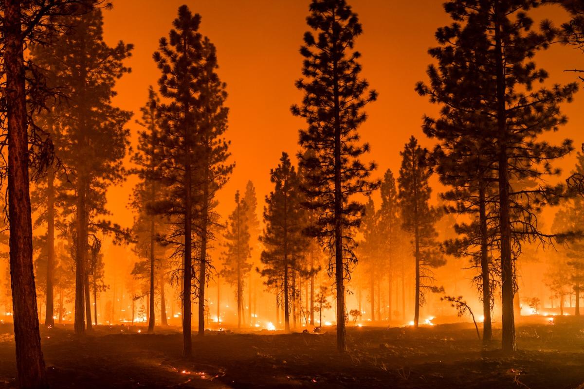 Wildfire burns in a forest. Soil moisture information can support fire danger assessment. Photo credit: My Photo Buddy, Shutterstock.